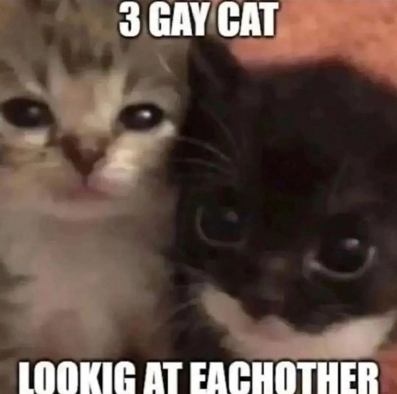 3 GAY CAT LOOKIG AT EACHOTHER