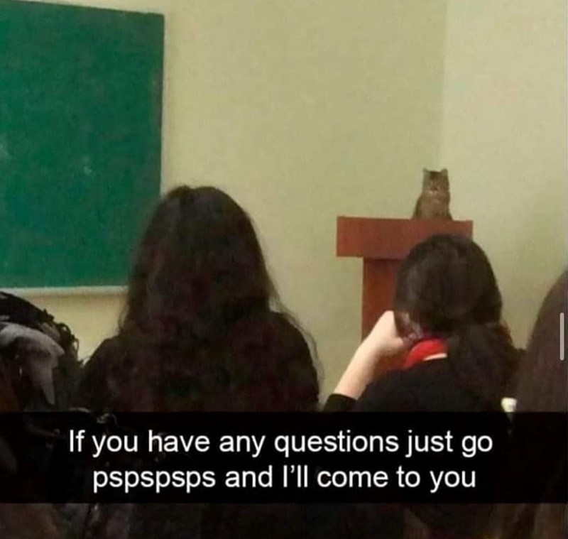 If you have any questions just go pspspsps and I'll come to you