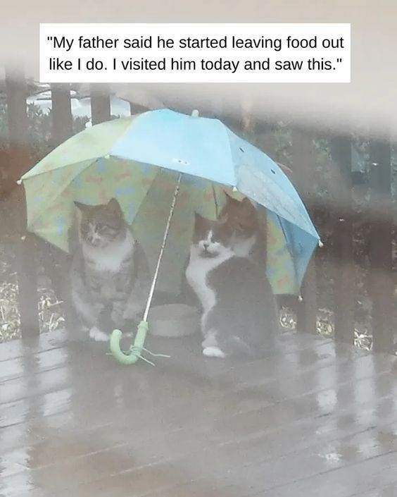"My father said he started leaving food out like I do. I visited him today and saw this."
