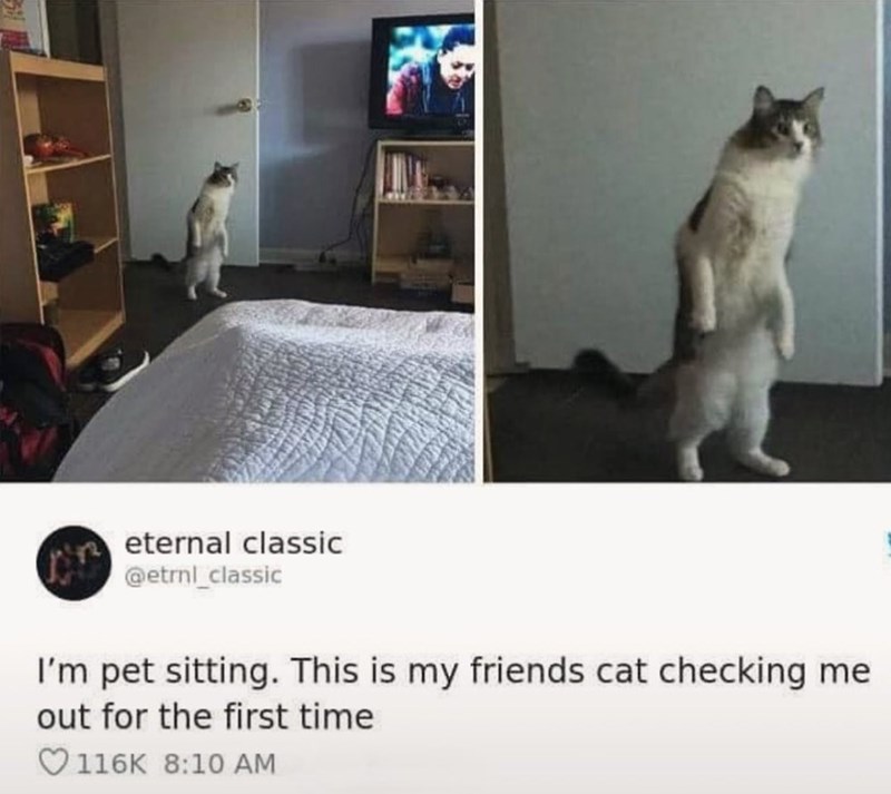 eternal classic @etrnl_classic I'm pet sitting. This is my friends cat checking me out for the first time 116K 8:10 AM