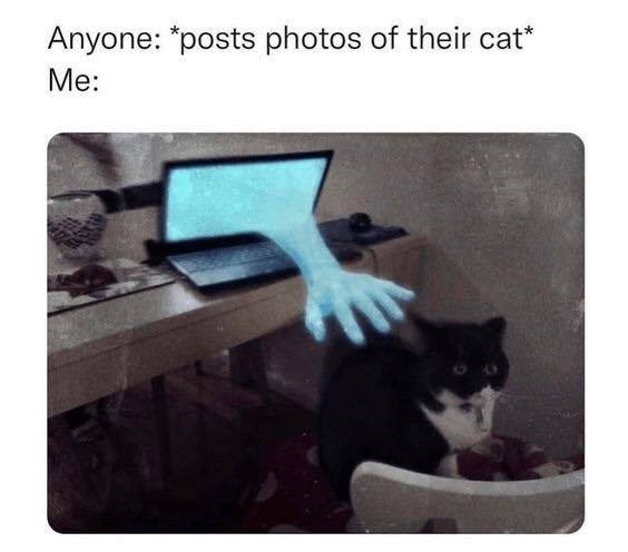 Anyone: *posts photos of their cat* Me: