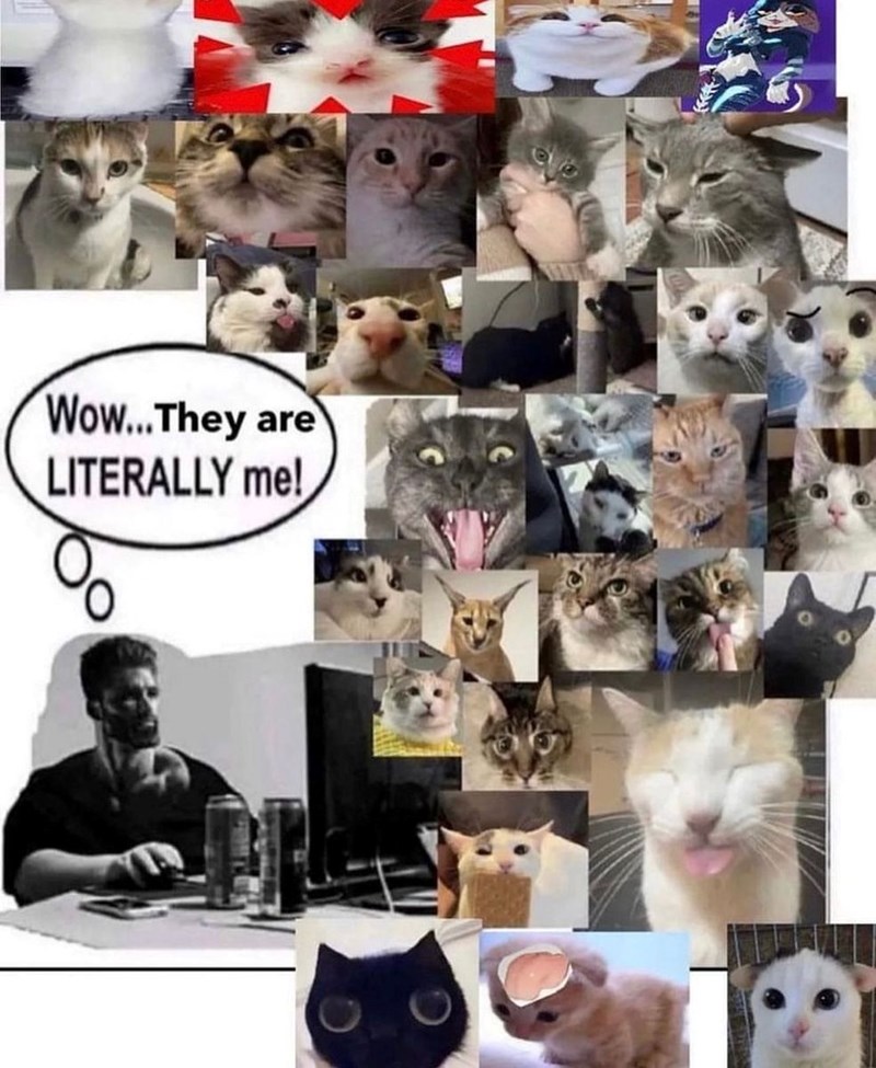 Wow...They are LITERALLY me!