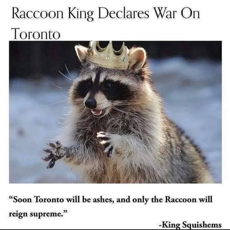 Raccoon King Declares War On Toronto "Soon Toronto will be ashes, and only the Raccoon will reign supreme." -King Squishems