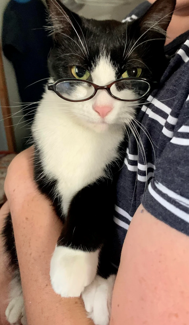 Cheezburger Image 10625220096