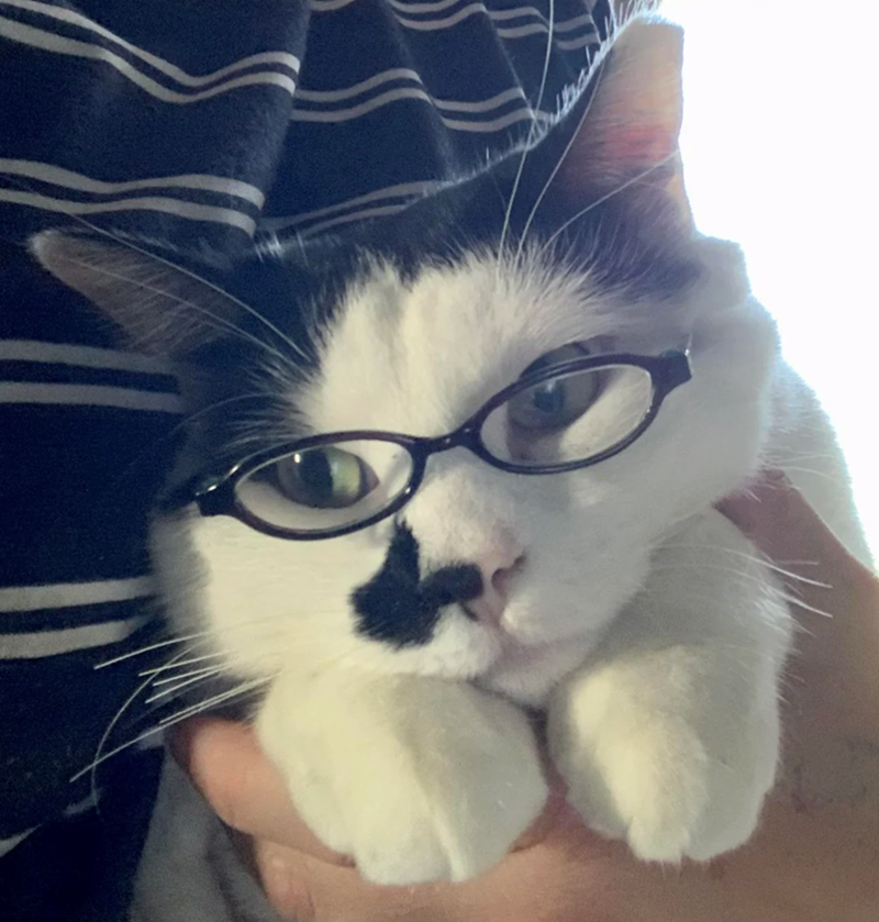 Cheezburger Image 10625220352