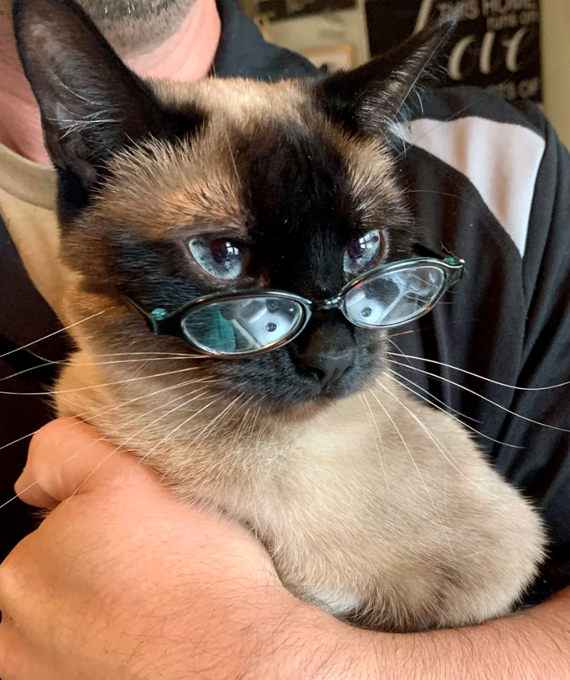 Cheezburger Image 10625220608