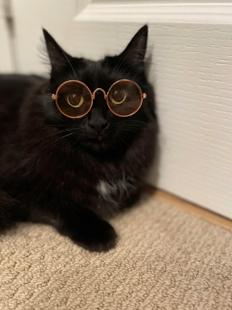 Cheezburger Image 10625224192