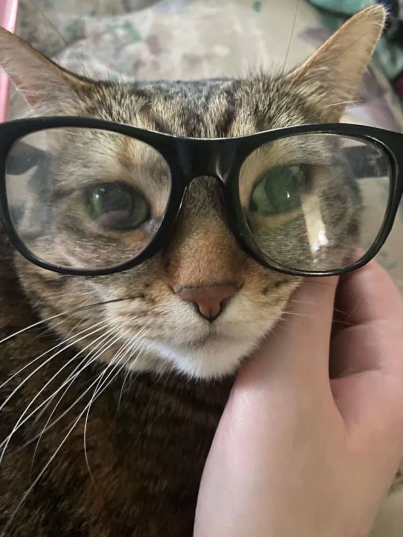 Cheezburger Image 10625224704