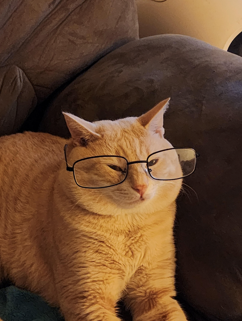 Cheezburger Image 10625229824