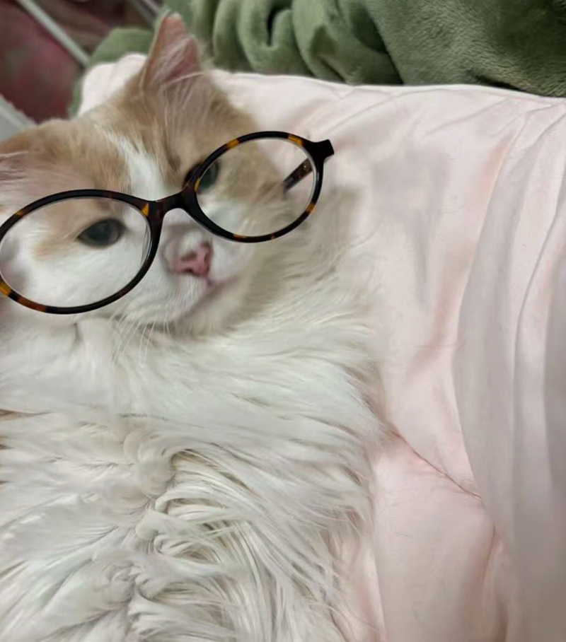 Cheezburger Image 10625231360