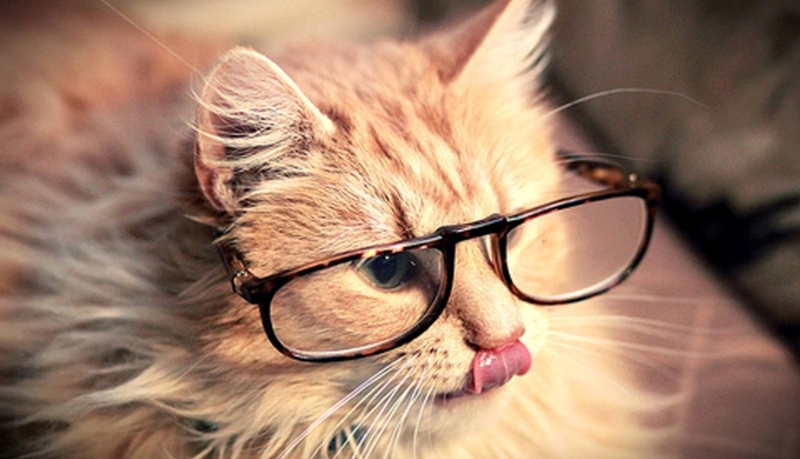 Cheezburger Image 10625232384