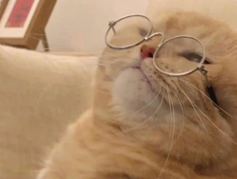 Cheezburger Image 10625233152