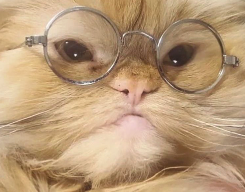 Cheezburger Image 10625233664