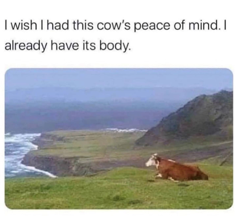 I wish I had this cow's peace of mind. I already have its body.