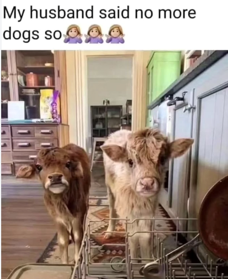 My husband said no more dogs so