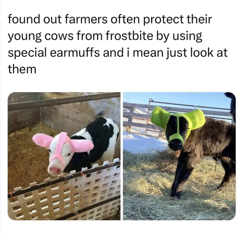found out farmers often protect their young cows from frostbite by using special earmuffs and i mean just look at them