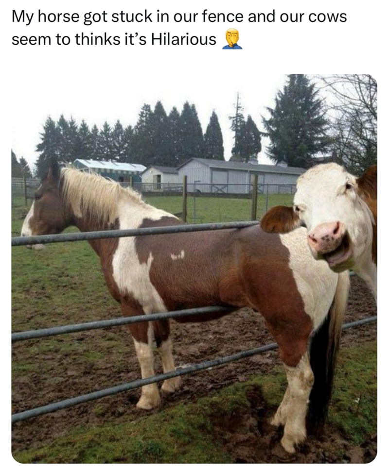 My horse got stuck in our fence and our cows seem to thinks it's Hilarious