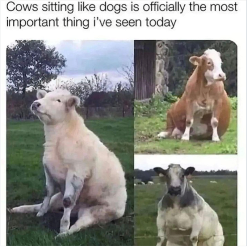 Cows sitting like dogs is officially the most important thing i've seen today