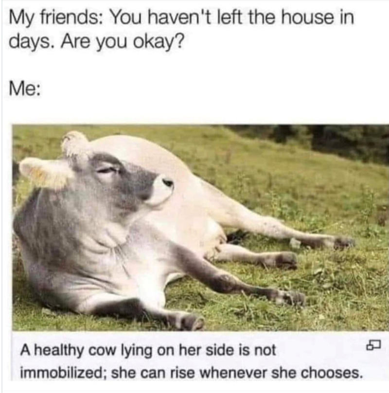 My friends: You haven't left the house in days. Are you okay? Me: A healthy cow lying on her side is not immobilized; she can rise whenever she chooses.