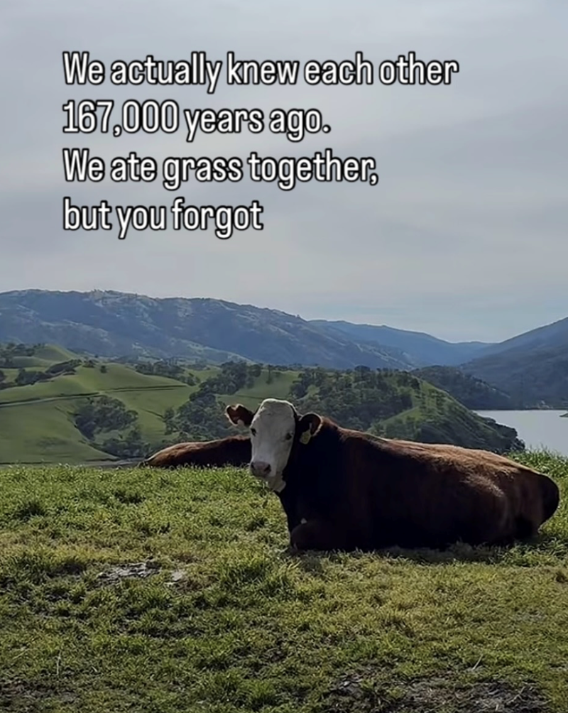 We actually knew each other 167,000 years ago. We ate grass together, but you forgot