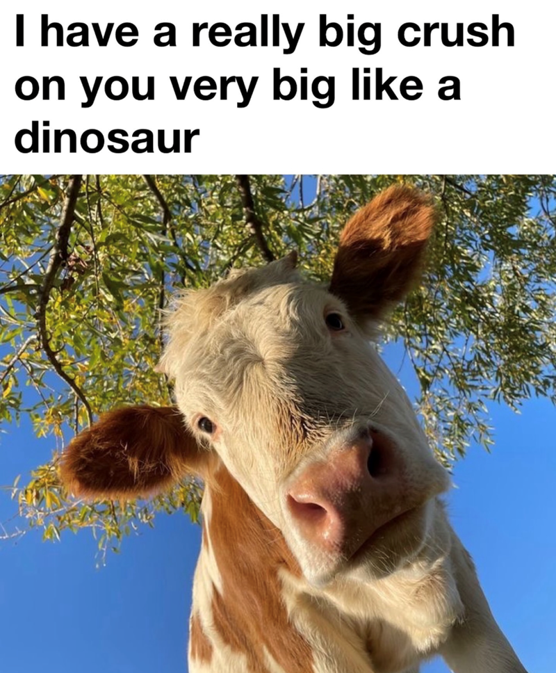 I have a really big crush on you very big like a dinosaur
