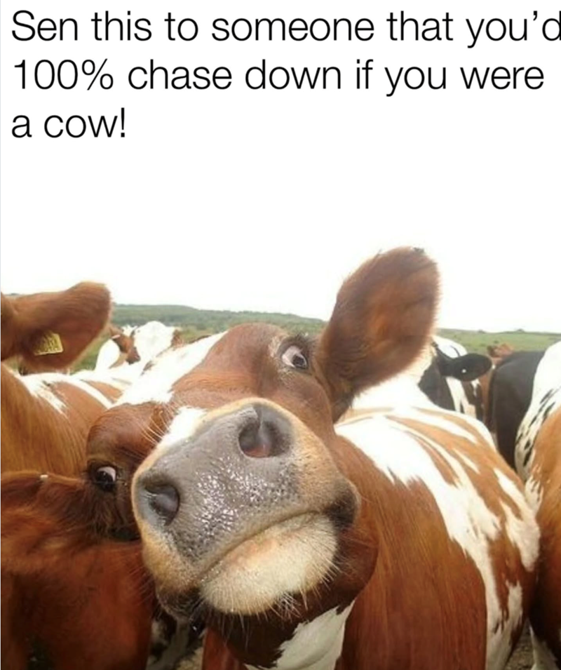 Sen this to someone that you' 100% chase down if you were a cow!