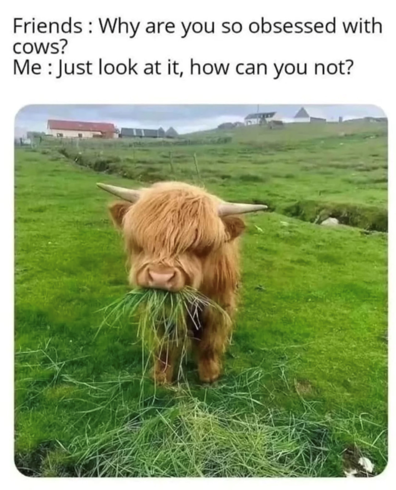 Friends: Why are you so obsessed with cows? Me: Just look at it, how can you not?
