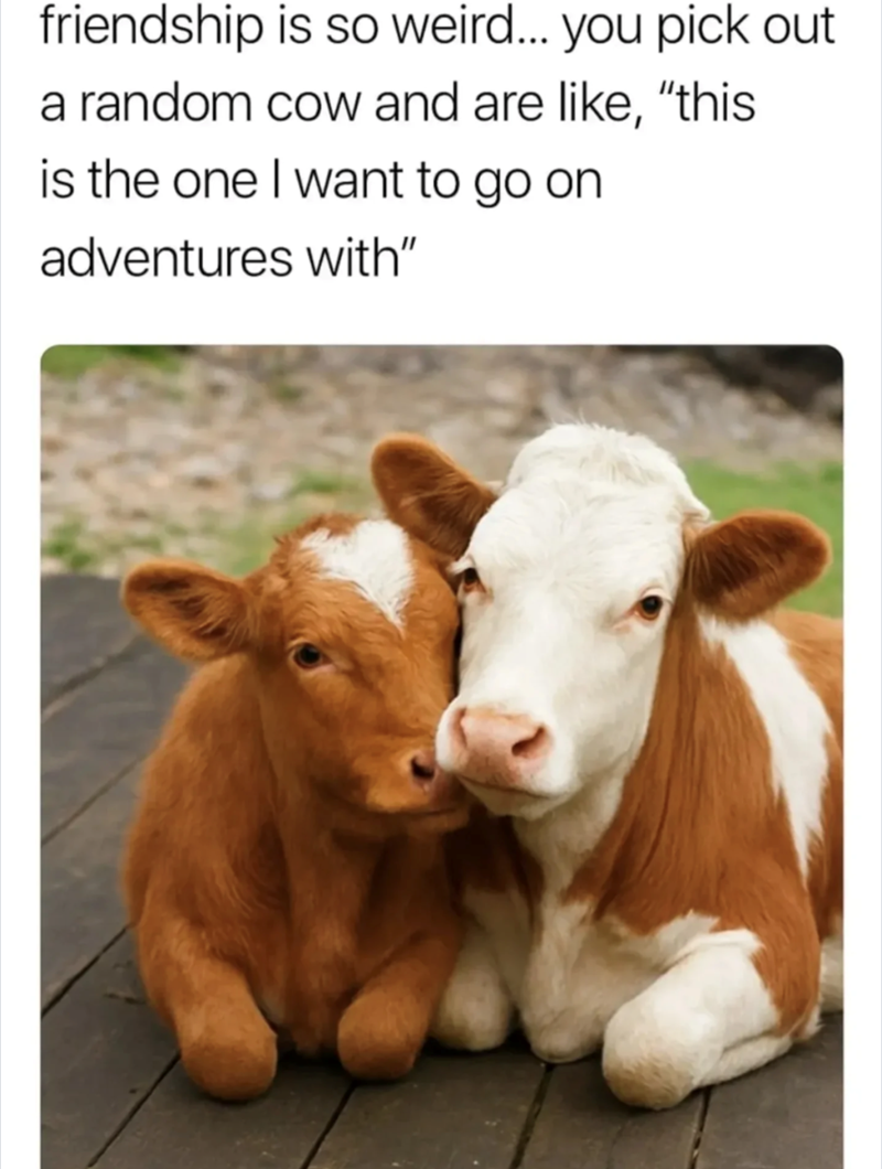 friendship is so weird... you pick out a random cow and are like, "this is the one I want to go on adventures with"