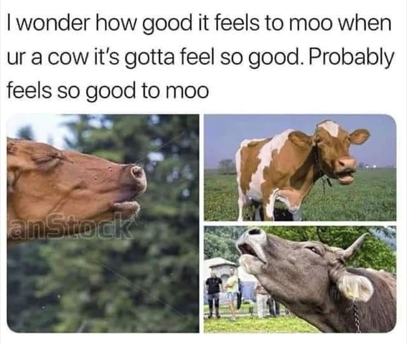 I wonder how good it feels to moo when ur a cow it's gotta feel so good. Probably feels so good to moo anStock