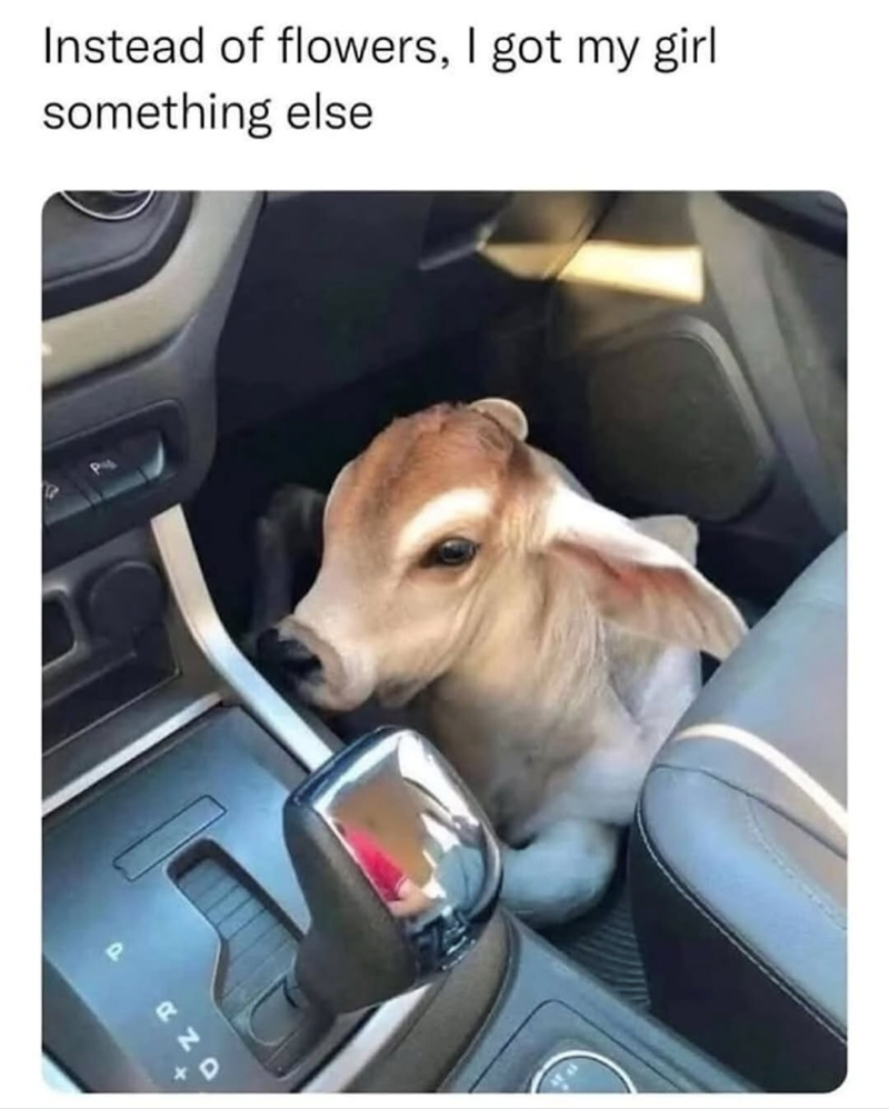 OZD Instead of flowers, I got my girl something else