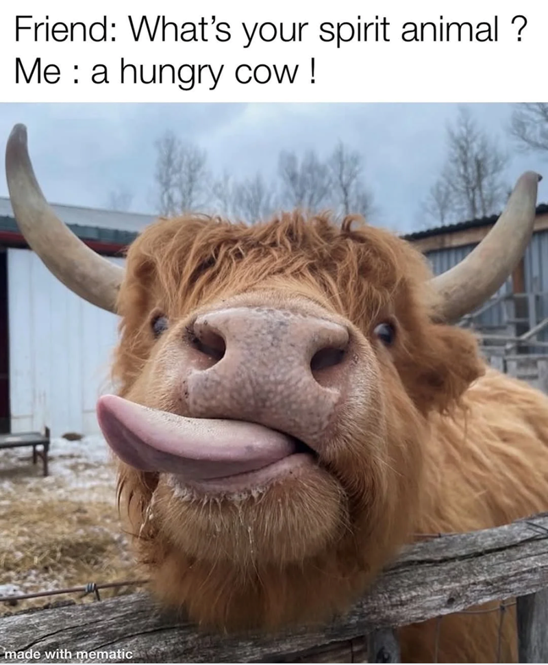 Friend: What's your spirit animal ? Me a hungry cow! made with mematic