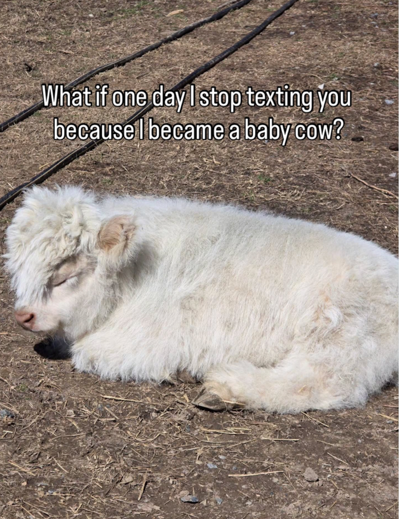 What if one day I stop texting you because I became a baby cow?