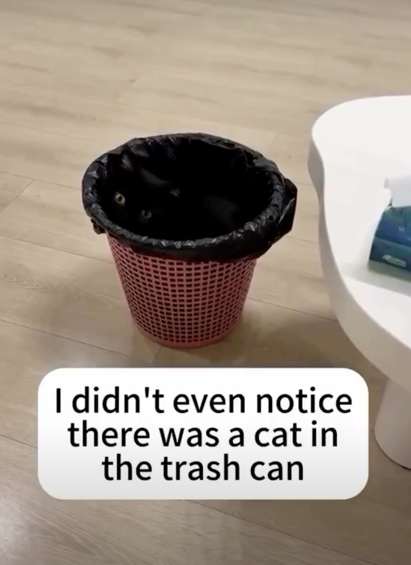 I didn't even notice there was a cat in the trash can