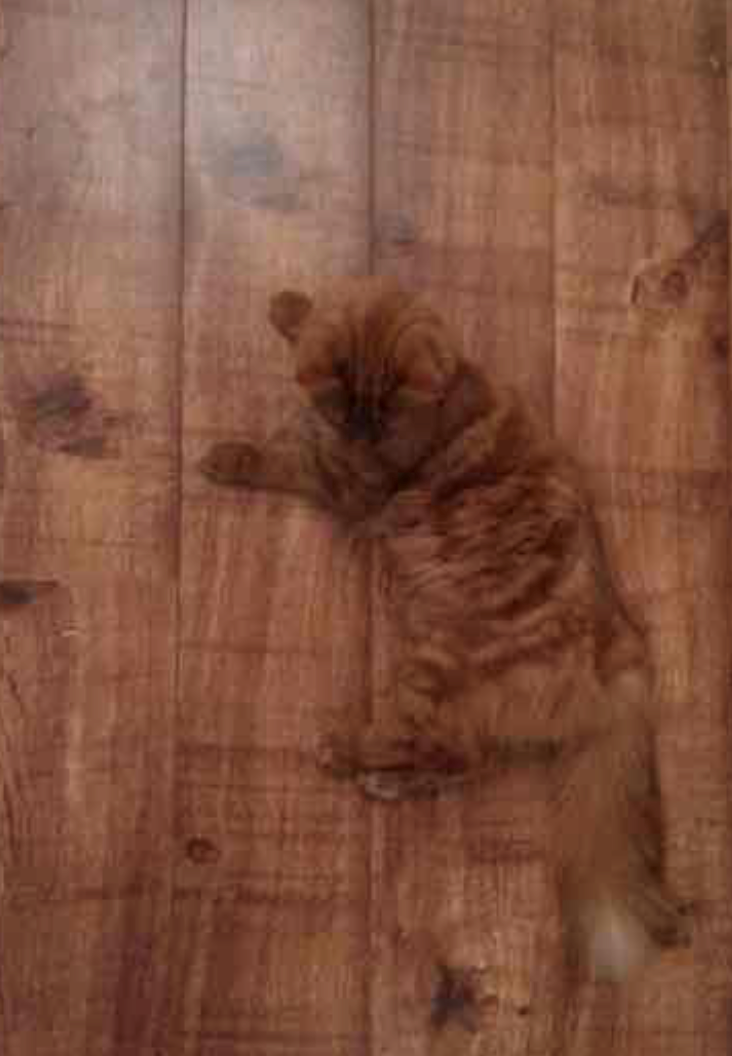 Cheezburger Image 10625281280