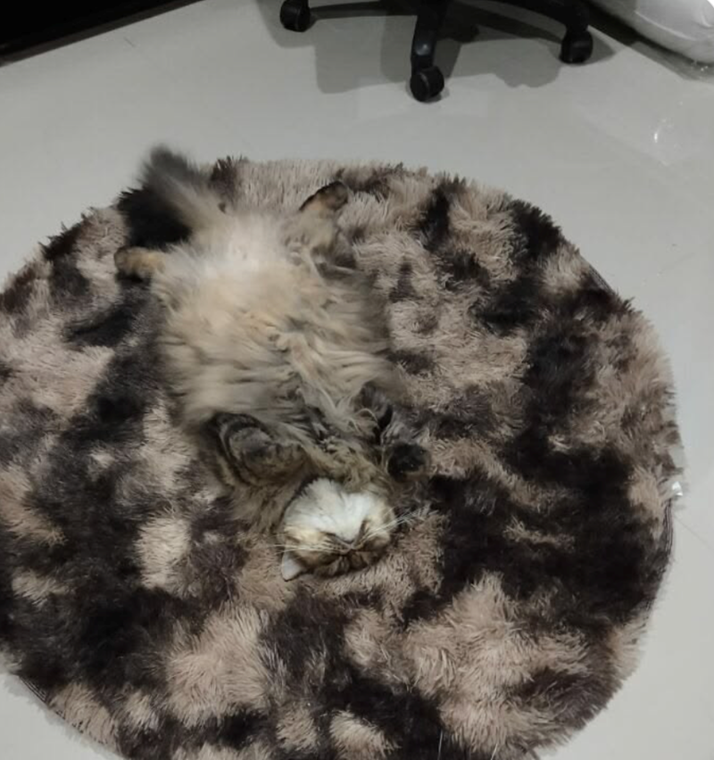 Cheezburger Image 10625281536