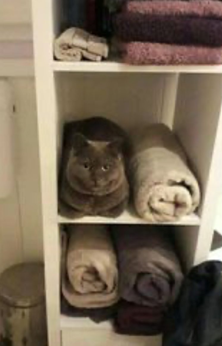 Cheezburger Image 10625281792