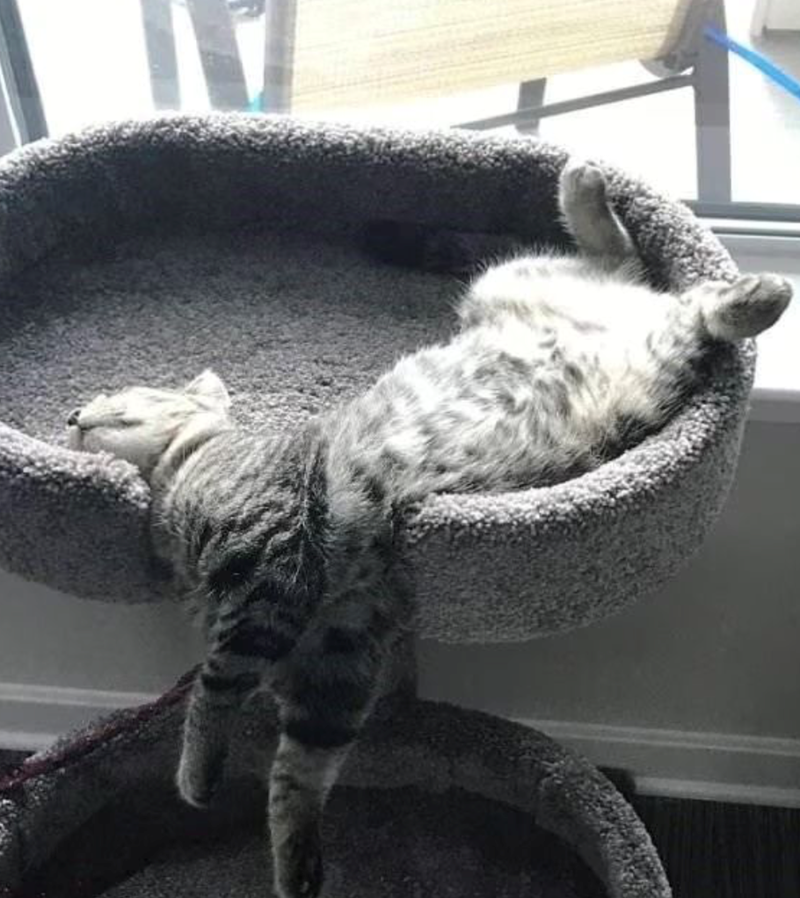 Cheezburger Image 10625282048