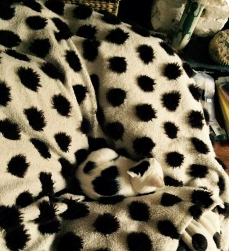 Cheezburger Image 10625282560