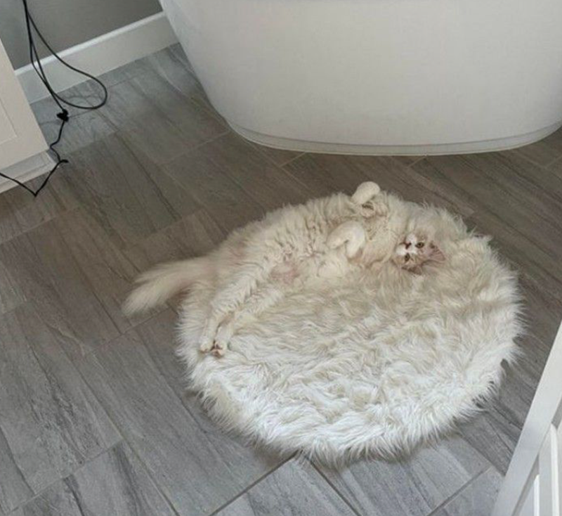 Cheezburger Image 10625282816