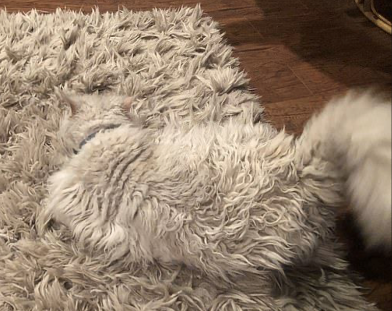 Cheezburger Image 10625283072