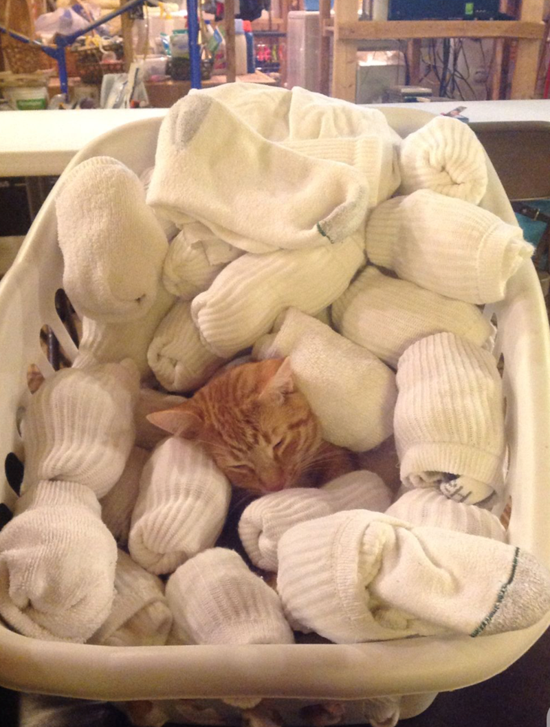 Cheezburger Image 10625283328