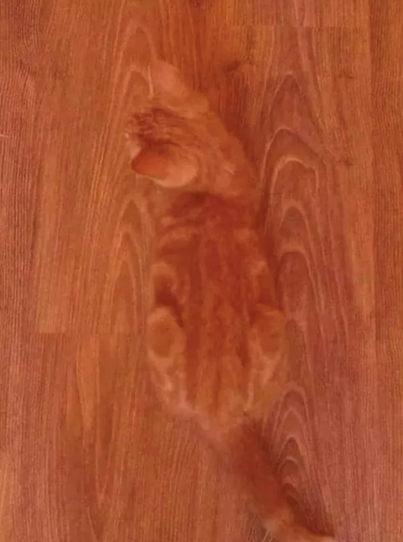 Cheezburger Image 10625283840