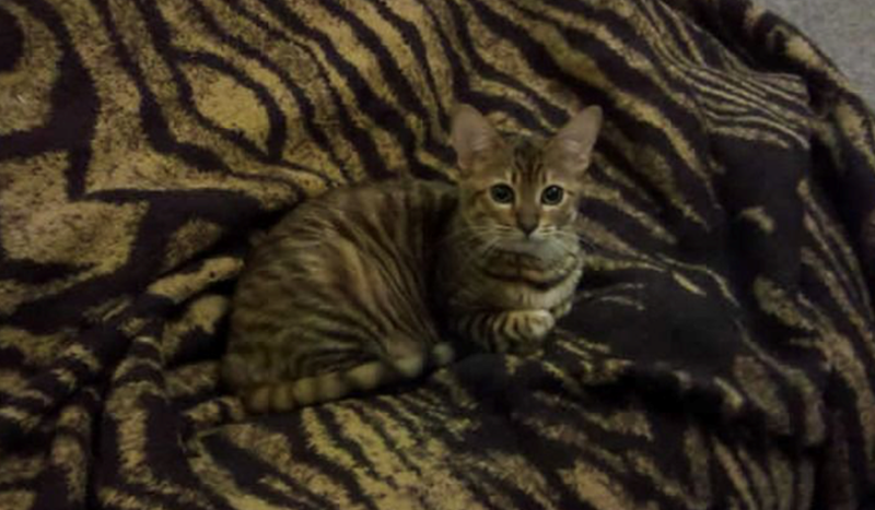 Cheezburger Image 10625284096