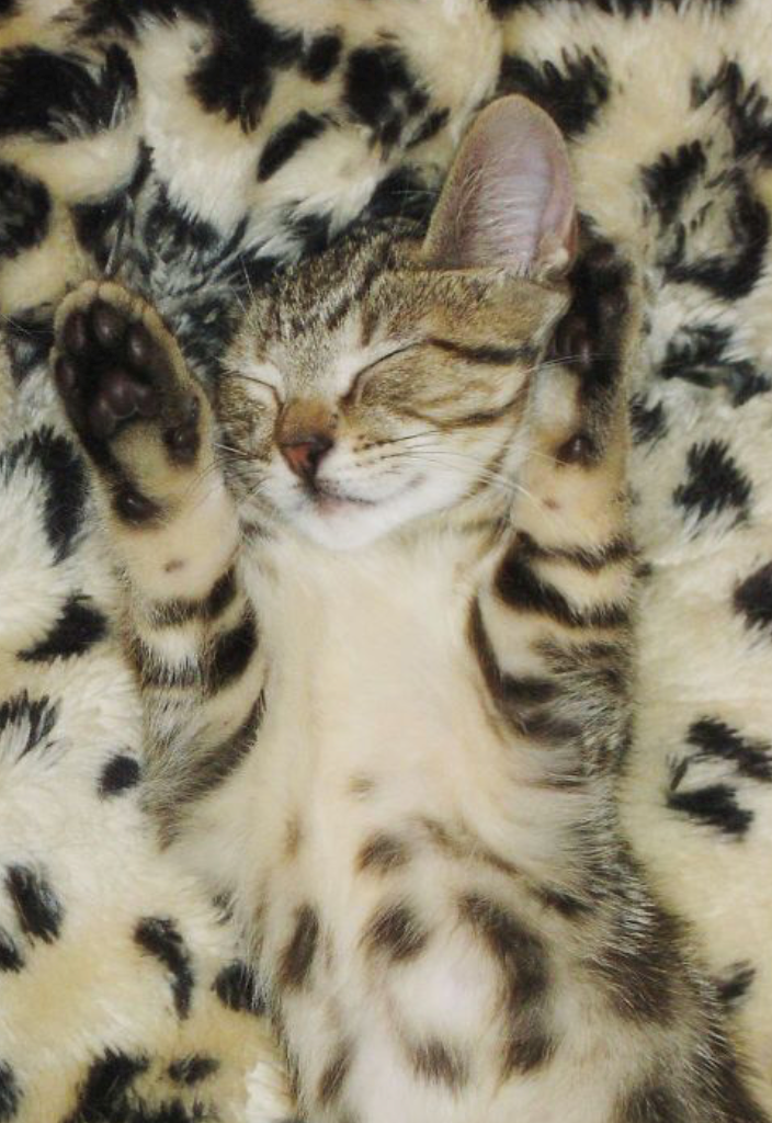 Cheezburger Image 10625284608