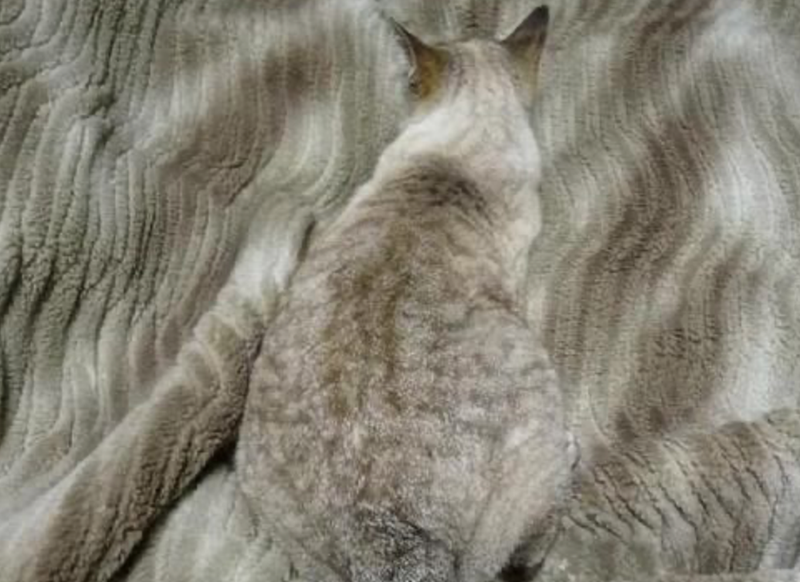 Cheezburger Image 10625284864