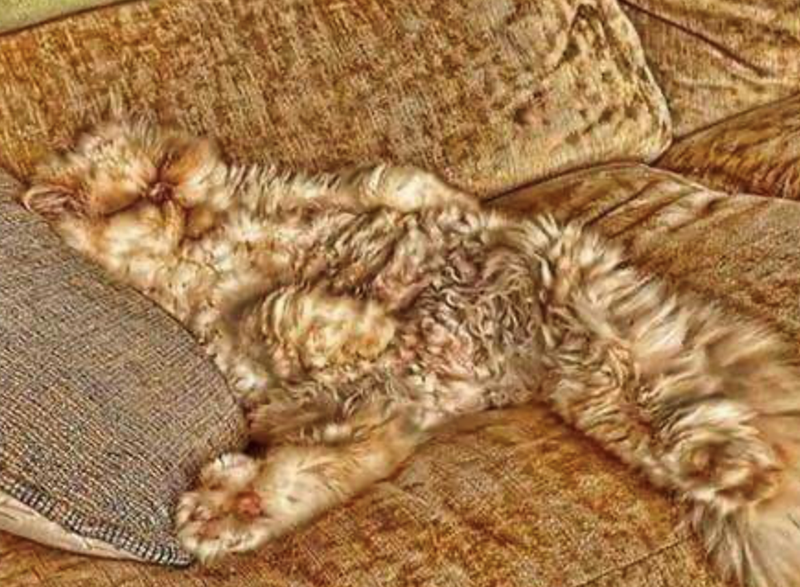 Cheezburger Image 10625285120