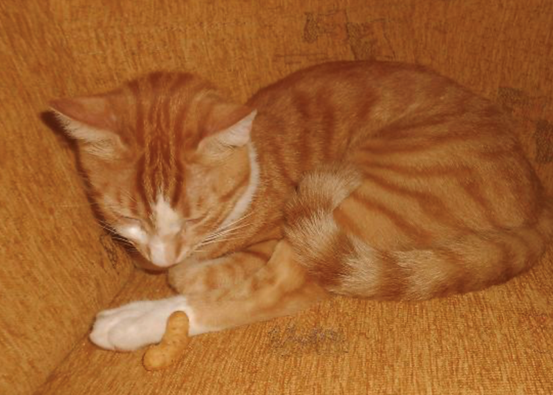 Cheezburger Image 10625285376