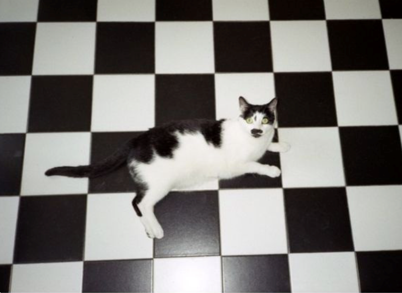 Cheezburger Image 10625285632