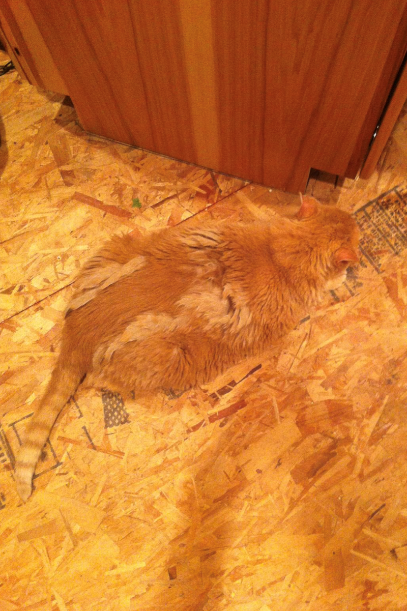 Cheezburger Image 10625286144