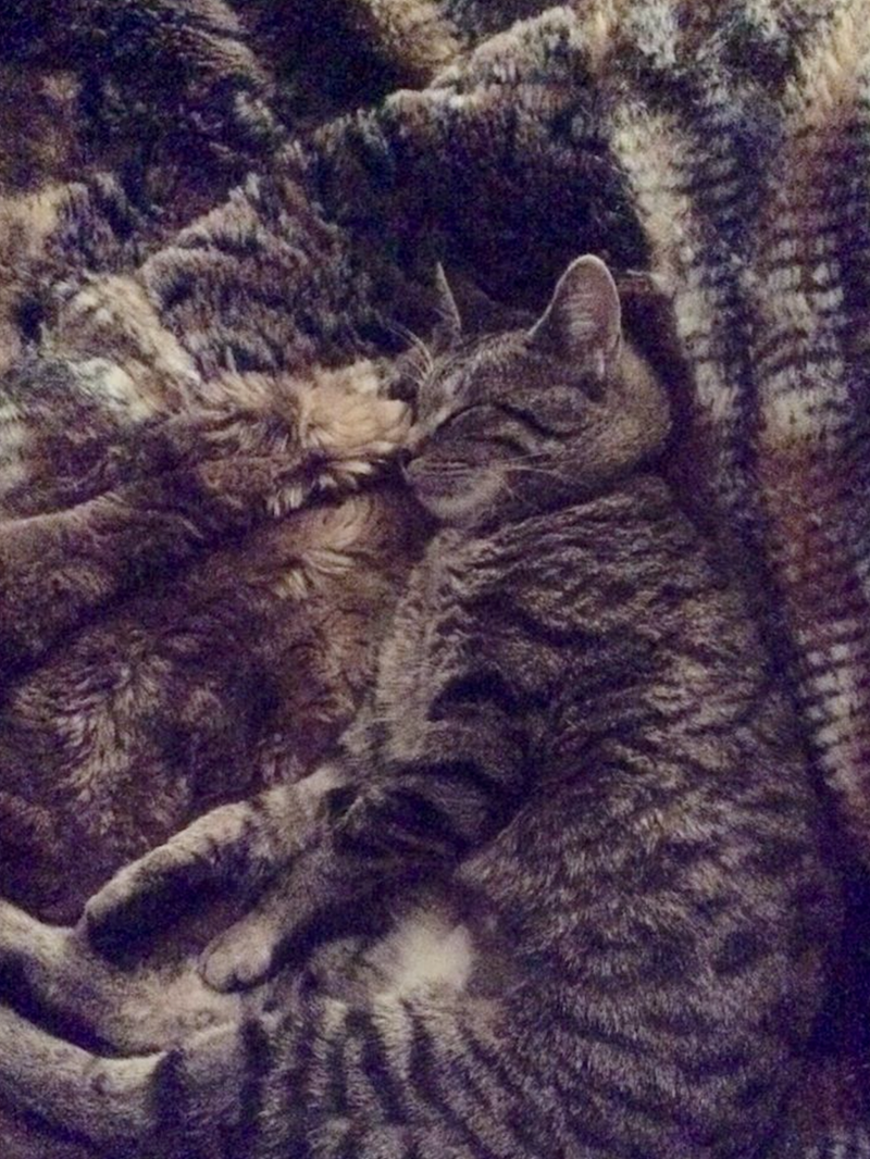 Cheezburger Image 10625286400